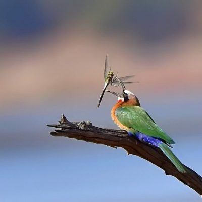 Pilansberg,  Aug 2016