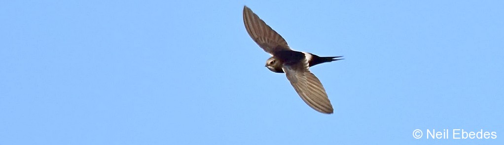 Swift, White-rumped
