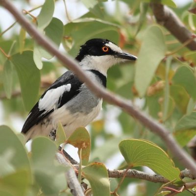 Namibia, January 2008