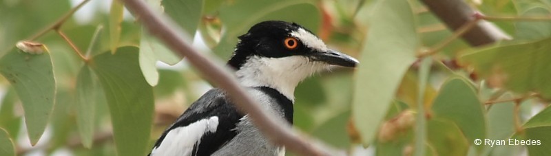 Shrike, White-tailed
