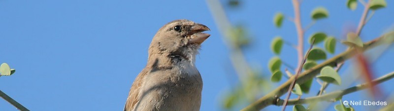 Canary, White-throated