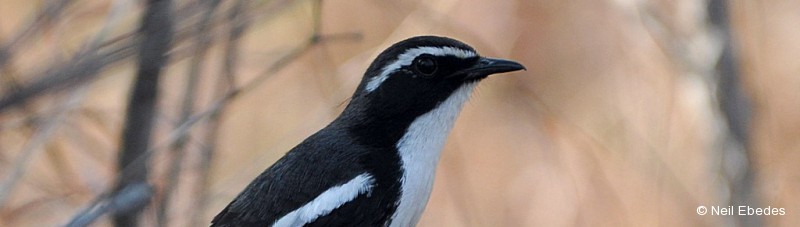 Robin-chat, White-throated