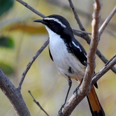 Nungubane Waterberg range  - Limpopo, October 2011