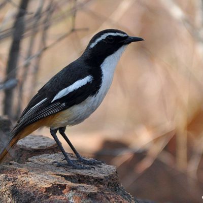 Nungubane Waterberg range  - Limpopo, October 2011