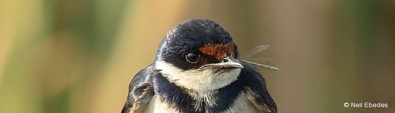 Swallow, White-throated