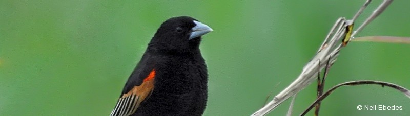 Widowbird, Fan-tailed