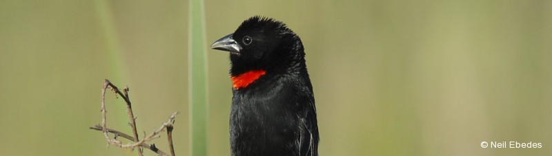Widowbird, Red-collared