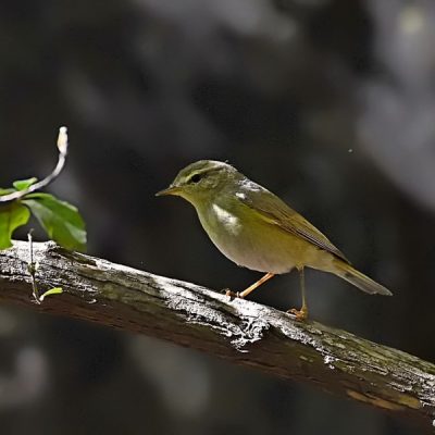 Walter Sisulu gardens, Gauteng, December 2015