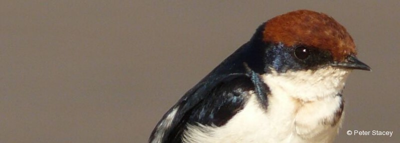 Swallow, Wire-tailed