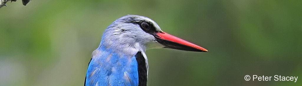 Kingfisher, Woodland
