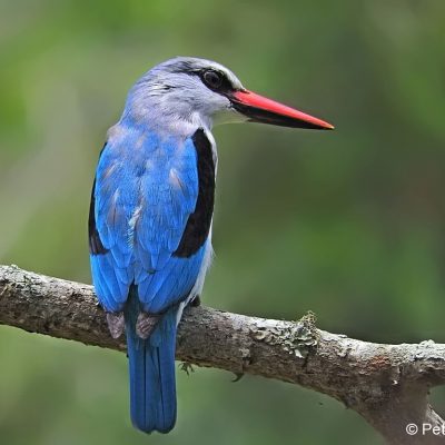 Mkhuze NP,  Dec 2016