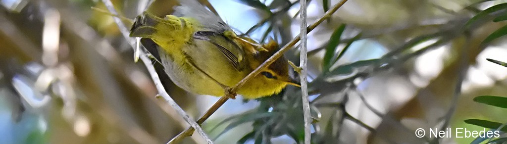 Woodland Warbler Yellow-throated