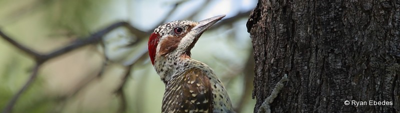Woodpecker, Bennett’s