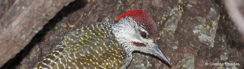 Woodpecker, Golden-tailed
