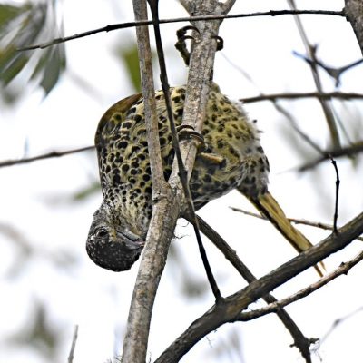 Natures Valley,  Plettenberg Bay Aug 2017