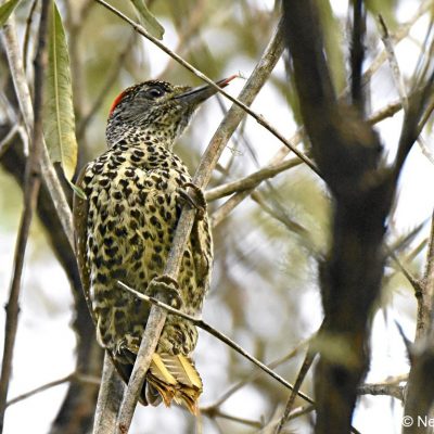 Natures Valley, Plettenberg Bay, Western Cape - August 2017