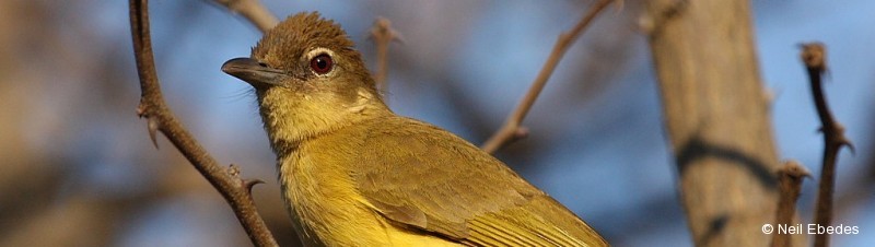 Greenbul, Yellow-bellied