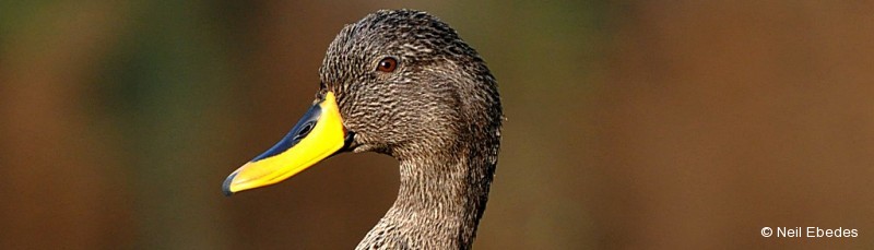 Duck, Yellow-billed