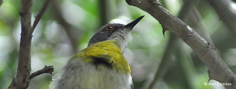 Apalis, Yellow-breasted