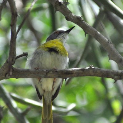 Ndumo Game reserve, December 2011