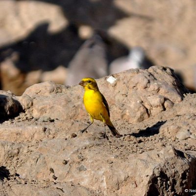 Namaqualand - August 2013