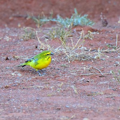 Namaqualand - August 2013