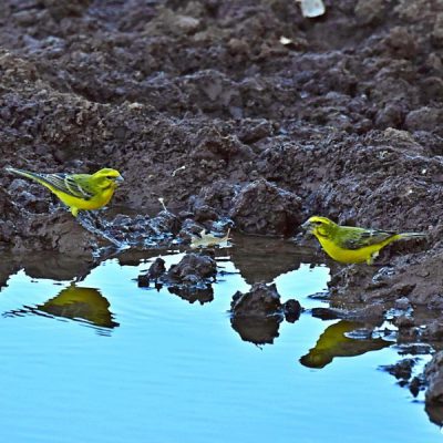 Namaqualand - August 2013