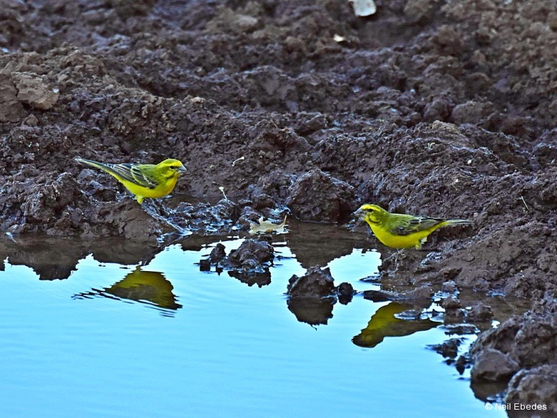 Canary, Yellow
