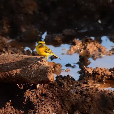 Namaqualand - August 2013