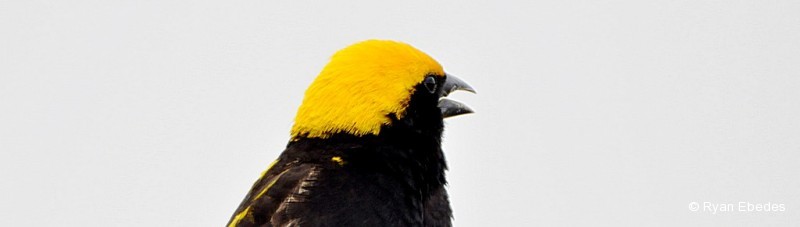 Bishop, Yellow-crowned
