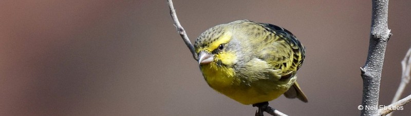 Canary, Yellow-fronted