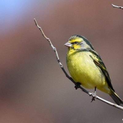 Walter Sisulu Gardens, Gauteng - July 2015