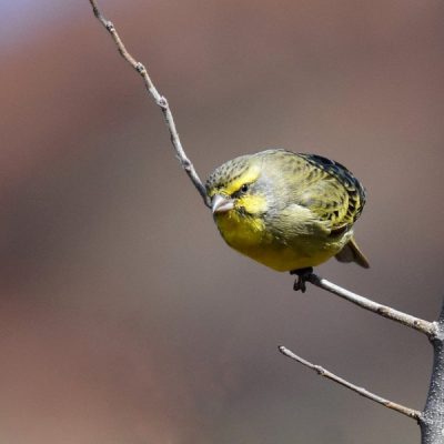 Walter Sisulu Gardens, Gauteng - July 2015