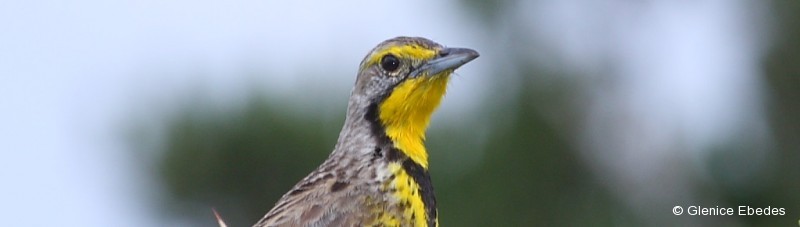 Longclaw, Yellow-throated