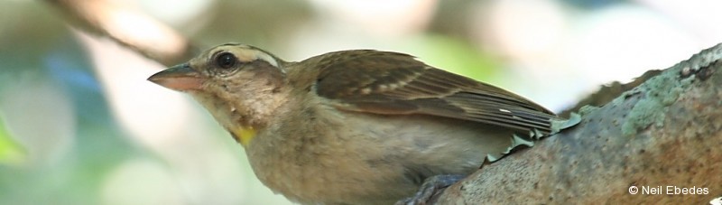 Bush Sparrow, Yellow-throated