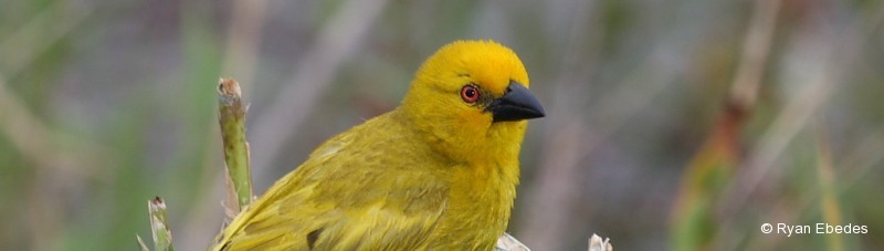 Weaver, Yellow