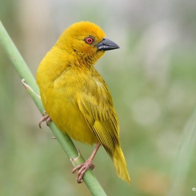 KwaZulu Natal, December 2009