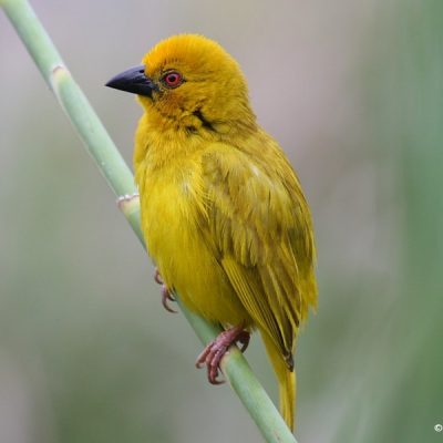 KwaZulu Natal, December 2009