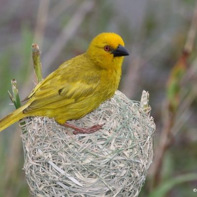 KwaZulu Natal, December 2009