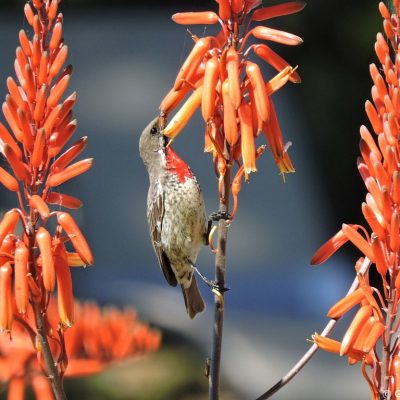 Lake Kariba, Zimbabwe