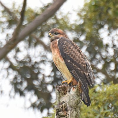 (Pale morph), Plettenberg Bay, Western Cape - March 2023
