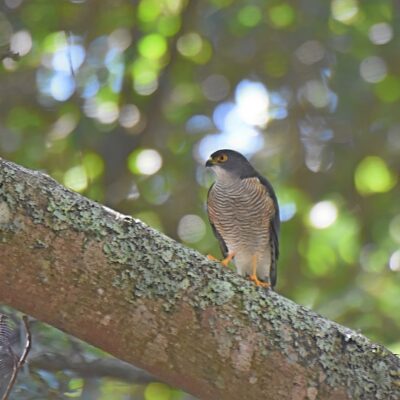 Island Nature Reserve, Port Elizabeth - April 2026