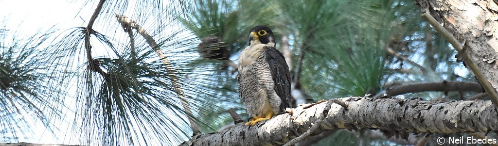 Falcon Peregrine