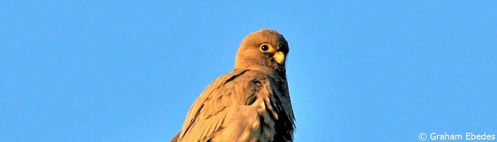 Falcon, Sooty