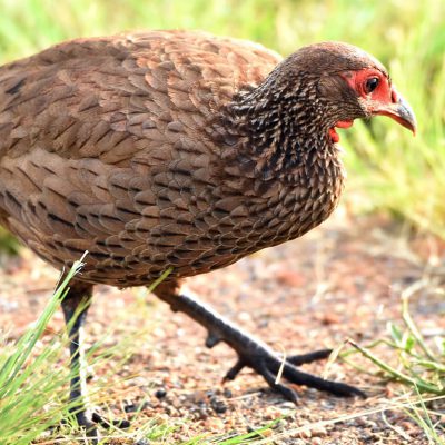 Rietvlei Nature Reserve, South Africa - December 2019