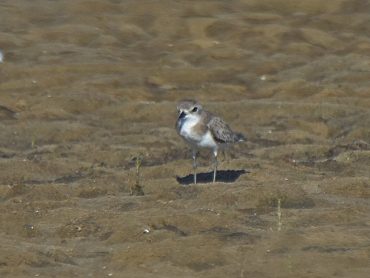 Sand Plover, Lesser