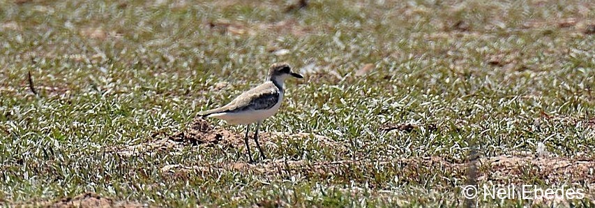 Plover Greater Sand