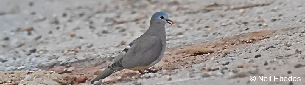 Wood Dove, Blue-spotted