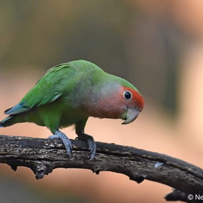 While this is a caged bird it is included to show all the features - Lonehill, September 2018