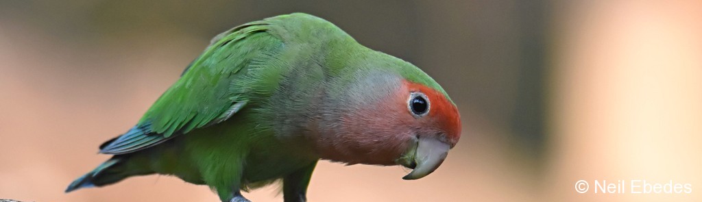 Lovebird, Rosy-faced